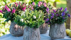 El verano puede dejar hojas quemadas o secas en algunas plantas. Foto: Archivo