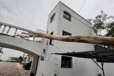MDZol | arbol caído en carrodilla