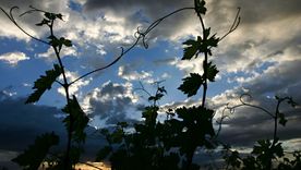 Llega el primer foro de sustentabilidad del vino argentino