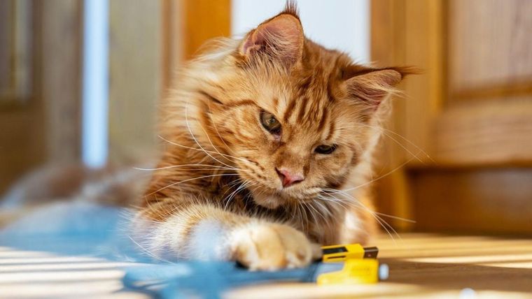 Un sueño para analizar el significado. Foto: BBC