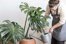 Así puedes cuidar las plantas con insectisidas caseros Foto: Archivo