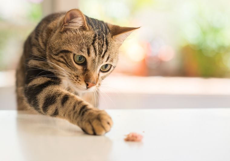¿Cómo saber si mi gato está triste y qué puedo hacer? Aquí dejamos la información necesaria para que ayudes a tu mascota cuando esté triste. Foto: SHUTTERSTOCK