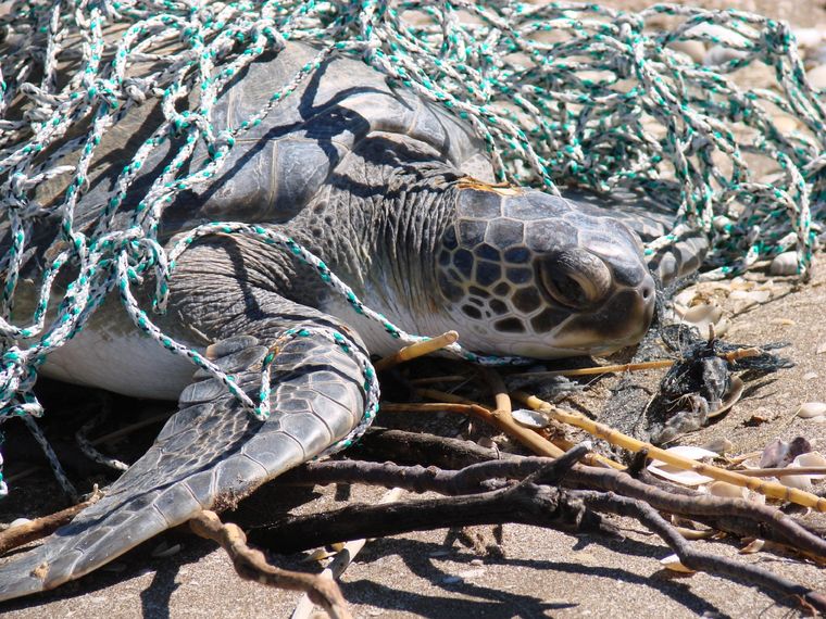 El 2023 fue un año triste para la fauna marina argentina. Foto: Fundación Mundo Marino