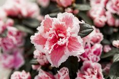 La azalea también es peligrosa. Foto: Fuente: Freepik