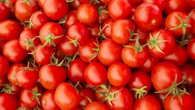 Tomates Tomates