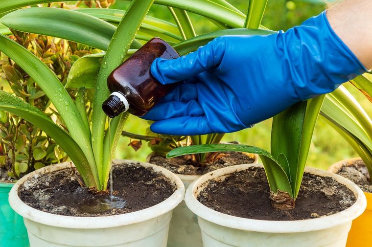 Cuando veas que tus plantas están decaídas, el mejor remedio para revivirlas es esta bebida Foto: Shutterstock