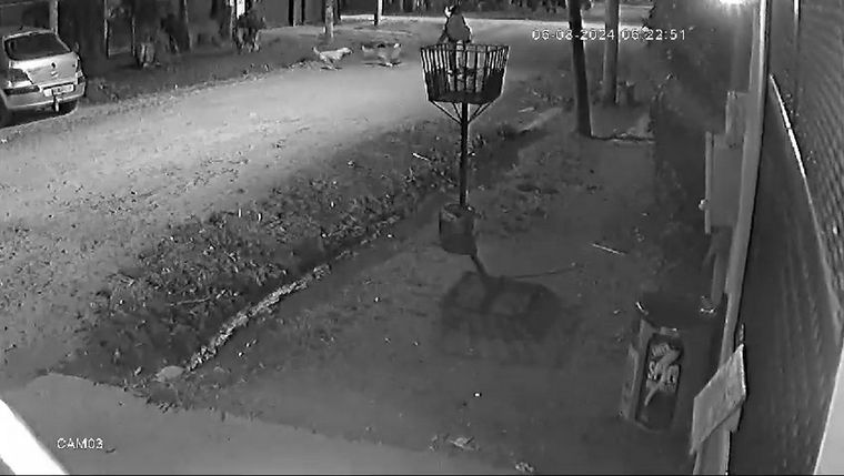 El ataque de una jauría de perros a una mujer que caminaba por la calle en Pilar quedó registrado por las cámaras de seguridad de la zona. Foto: Captura de video