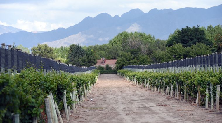 Grupo Avinea abrió una convocatoria de trabajo para operario de fraccionamiento en Maipú.