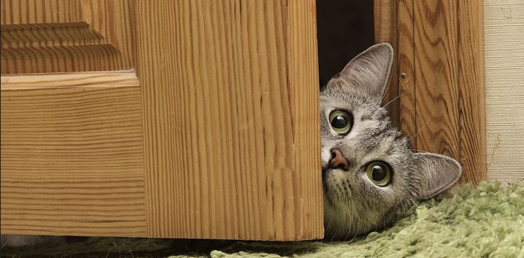 Los gatos pueden emitir hasta 100 tipos diferentes de maullidos, cada uno con un significado específico. Foto: Shutterstock