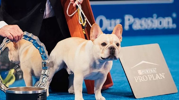 MASCOTA WILLIAM ES EL PRIMER BULLDOG FRANCÉS EN GANAR EL PRIMER PUESTO DE LA EXPOSICIÓN NACIONAL CANINA. Foto: EL ESPAÑOL