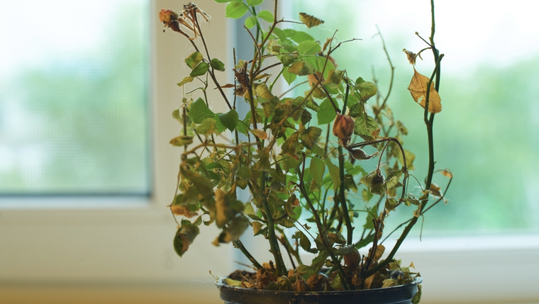 Este abono casero es oro puro para las plantas del hogar Foto: Shutterstock