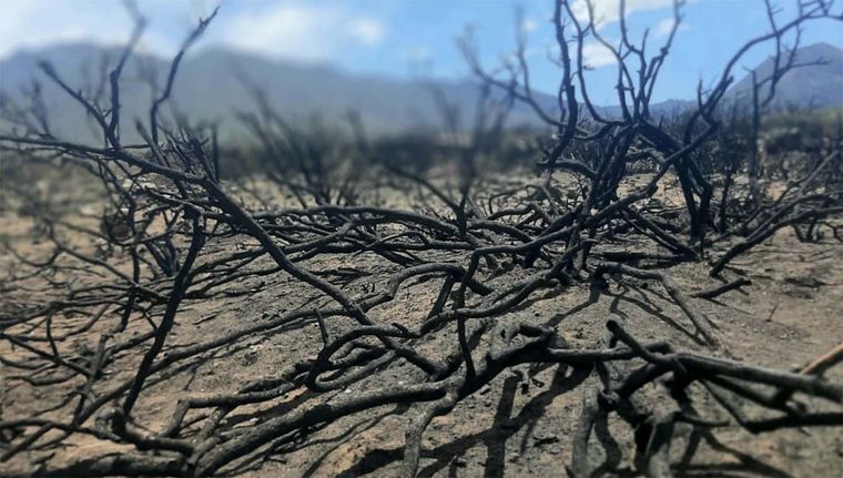 Así quedó parte de la vegetación que sufrió el incendio que azotó la zona de Luján de Cuyo. Foto: Rodrigo Carrizo