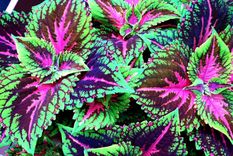 Las cretonas son plantas vivaces y coloridas. Foto: Plantas Perú