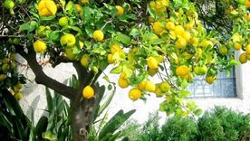 Mantén tu limonero saludable y libre de plagas con estos consejos. Foto: Pinterest Mantén tu limonero saludable y libre de plagas con estos consejos. Foto: Pinterest