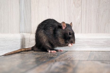 Adiós a las ratas. Foto: Fuente: Shutterstock Adiós a las ratas. Foto: Fuente: Shutterstock