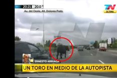 un toro, perdido en una autopista de buenos aires