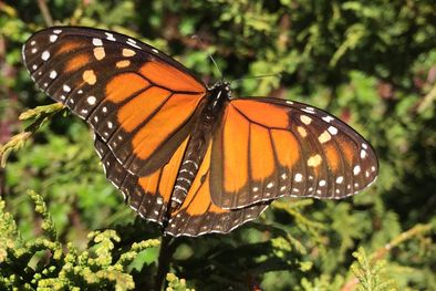 MDZol | Para el Feng Shui, la mariposa tiene un profundo significado espiritual. Foto: Shutterstock