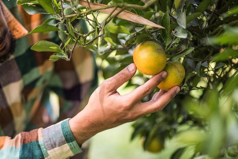 Cuidá al limonero con ingredientes que tenés en la alacena. Foto: Shutterstock Cuidá al limonero con ingredientes que tenés en la alacena. Foto: Shutterstock