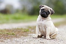 Estas son las mejores razas de perro para vivir en un departamento Foto: shutterstock