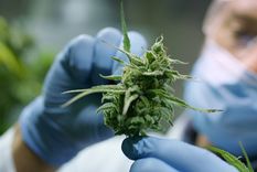 Por segundo año, se dicta el curso “Actualización de la evidencia disponible para prescripción racional de cannabinoides?” dentro del Colegio de Médicos de Rosario Foto: Shutterstock