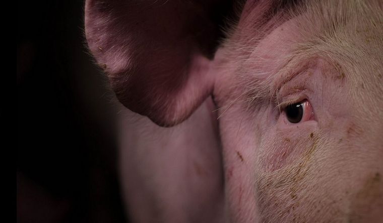 Un cerdo fue operado a gran distancia. Foto: Efe.