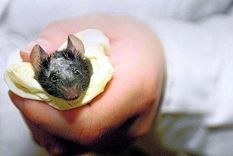 contagio animal: aparece en china un caso de peste bubonica