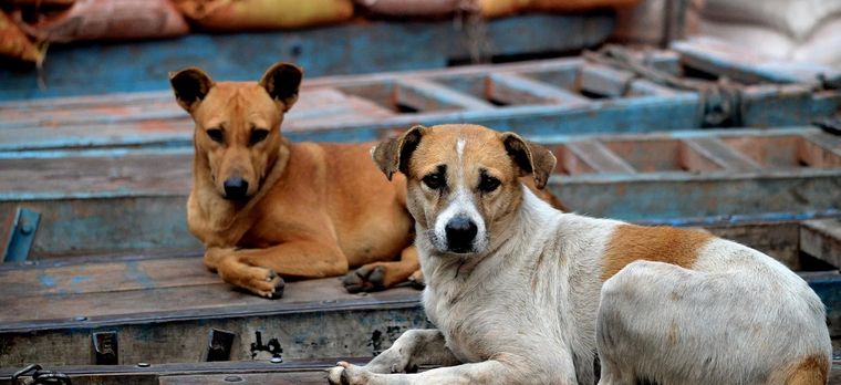 300 perros mapeados en La Favorita con app CONICET Foto: thequint.com