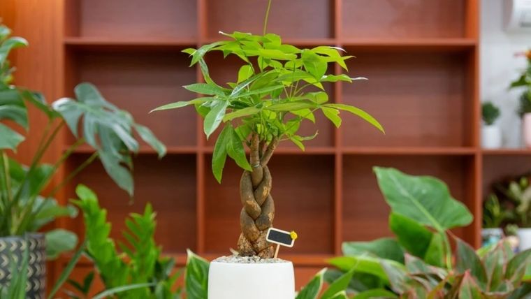 En esta nota te contamos cuál es la planta que no puede faltar en el jardín para atraer el dinero Foto: Shutterstock
