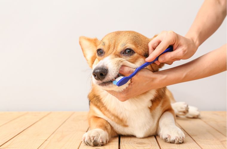 Mascotas Cómo cuidar su salud bucal Foto: Shutterstock