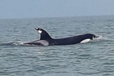 despues de los tiburones, aparecio una orca en monte hermoso despues de los tiburones, aparecio una orca en monte hermoso