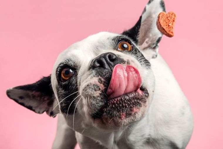 Tu perro no soportaría estos olores.