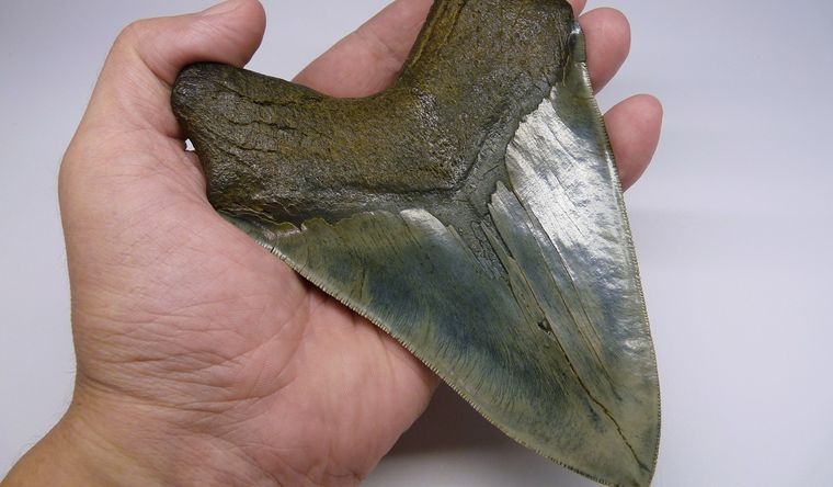 Un diente de megalodón da cuenta del tamaño que tenía este tipo de tiburón. Foto: Shutterstock.