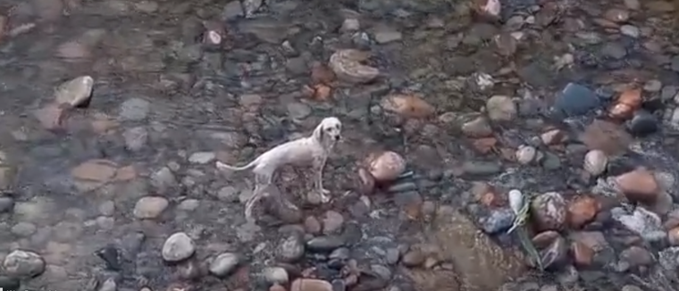 Un caniche estaba perdido dentro del canal. Foto: Captura de pantalla