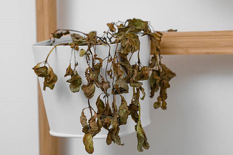 Planta seca. Planta seca.