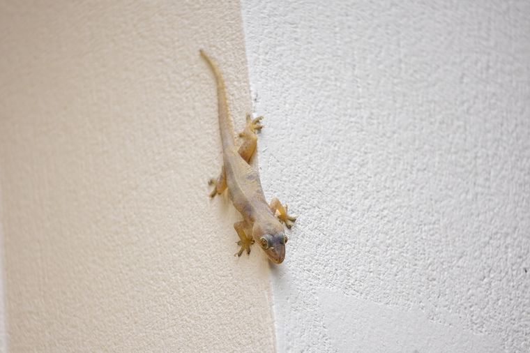 En muchas culturas estas pequeñas tienen diferentes significados Foto: Fuente: Shutterstock