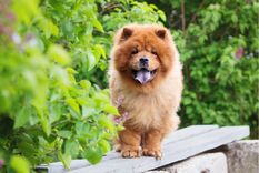 Mascotas Conoce algunas de las razas más tranquilas Foto: Shutterstock