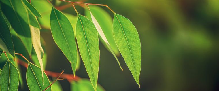Según el Feng Shui, el eucalipto tiene una simbología muy especial con respecto a la prosperidad. Foto: Shutterstock