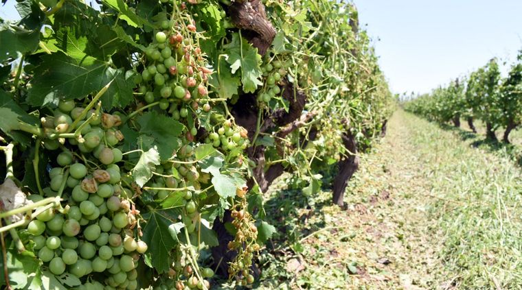 Foto: Gobierno de Mendoza