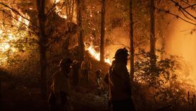 En la mayoría de los casos, los incendios forestales son intencionales (imagen ilustrativa) En la mayoría de los casos, los incendios forestales son intencionales (imagen ilustrativa)