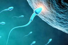 espematozoides Este trabajo con IA favorece las técnicas de fertilidad. Foto: EFE.