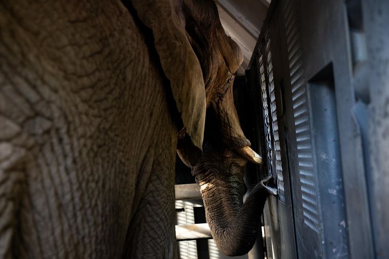 El traslado de Pupy a Brasil. El traslado de Pupy a Brasil.