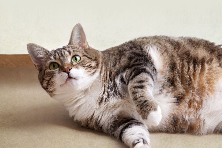 3 alimentos mortales para tu gato: no los debería ingerir nunca Te dejamos algunas opciones de alimentos que no deberías acercar a tu gato. Foto: Archivo