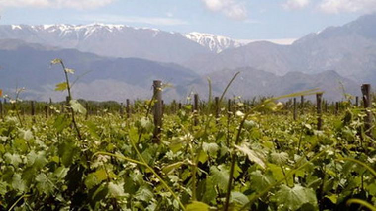 Viñedos en la localidad de Altamira, La Consulta, San Carlos, en Mendoza.