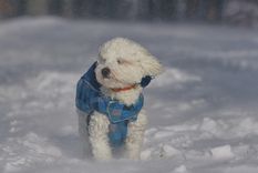 Ayuda a tu mascota a pasar los días más fríos del año. Foto: Shutterstock