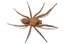 hallan una especie de arana que se disfraza de suelo