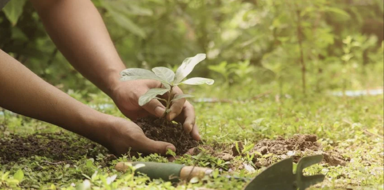 Crea un maravilloso abono casero para tus plantas Foto: Shutterstock