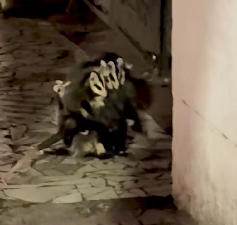 La pareja se encontró con una zarigüeya y sus crías. La pareja se encontró con una zarigüeya y sus crías.