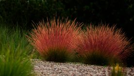 Las gramíneas ornamentales aportan profundidad y movimiento sin recargar el jardín. Las gramíneas ornamentales aportan profundidad y movimiento sin recargar el jardín.
