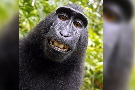 La famosa selfie del macaco le costó la carrera y los ahorros a un fotógrafo