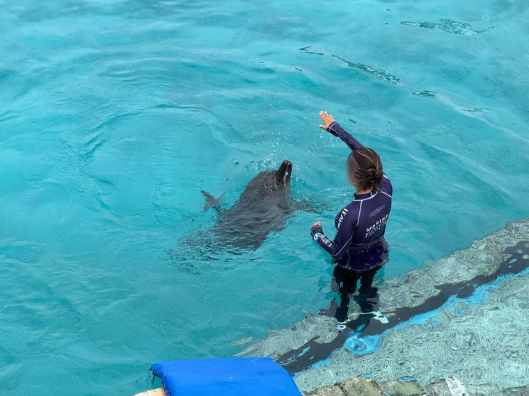 Autoridades, ambientalistas y expertos coinciden en que los nueve delfines podrían seguir en el parque si se mejoran sus condiciones.